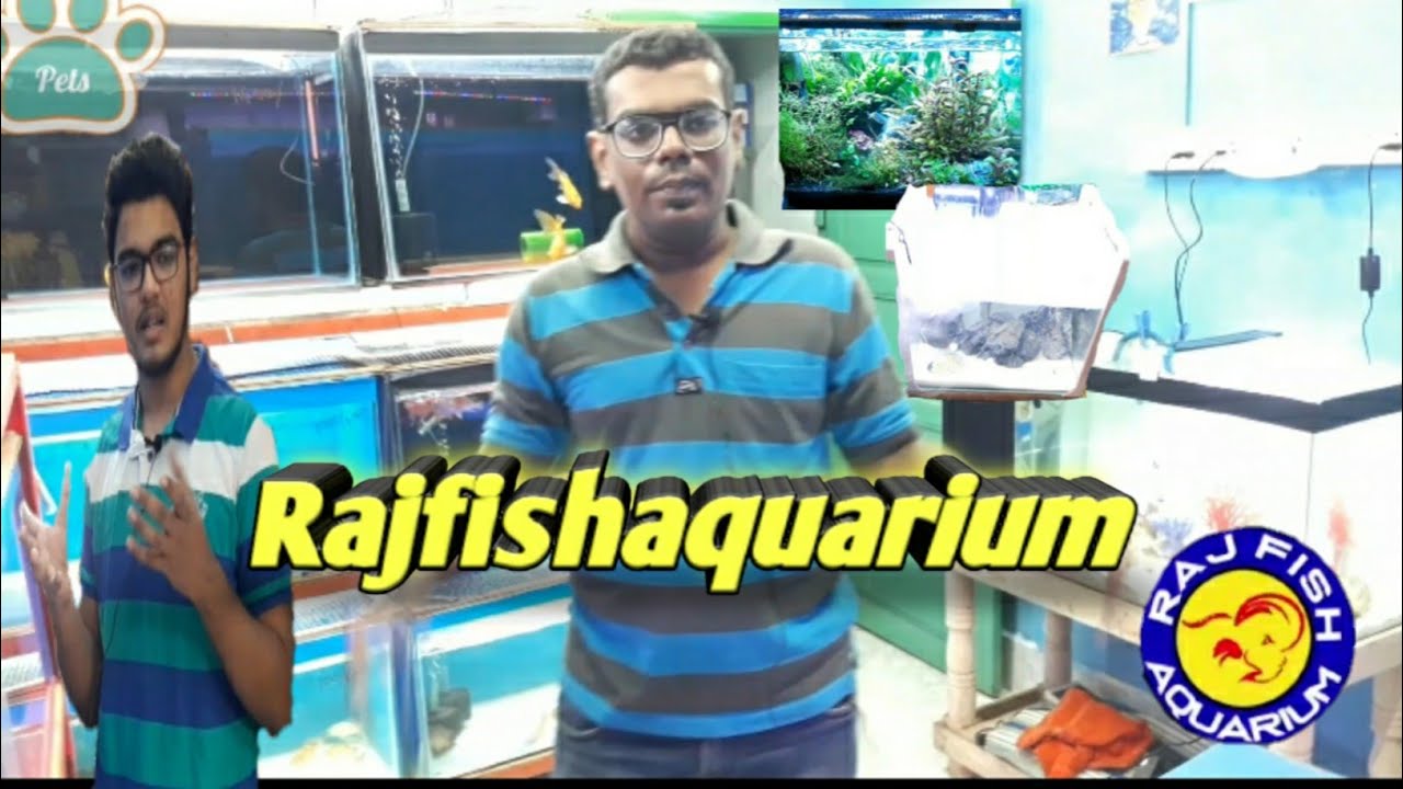 Vastu Fish Shop in Chennai The Best Place to Get a Vastu Fish YouTube