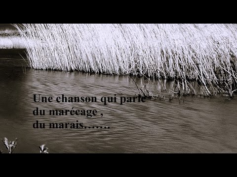 Marécage Marais Une Chanson Intitulée Là Où Tout Se Touche