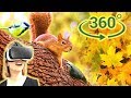 Панорамное Видео 360 VR 4K. Живность городского парка. Белки, поползень, синички.