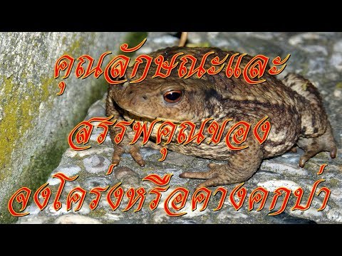 Khudmalao - ขุดมาเล่า | คุณลักษณะและสรรพคุณของจงโคร่งหรือคางคกป่า