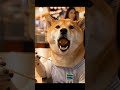 【屋台】仕事終わりの疲労困憊な柴犬、熱々たこ焼きで昇天する🐙🍺
