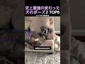 史上最強の変わった犬のポーズ2 TOP6