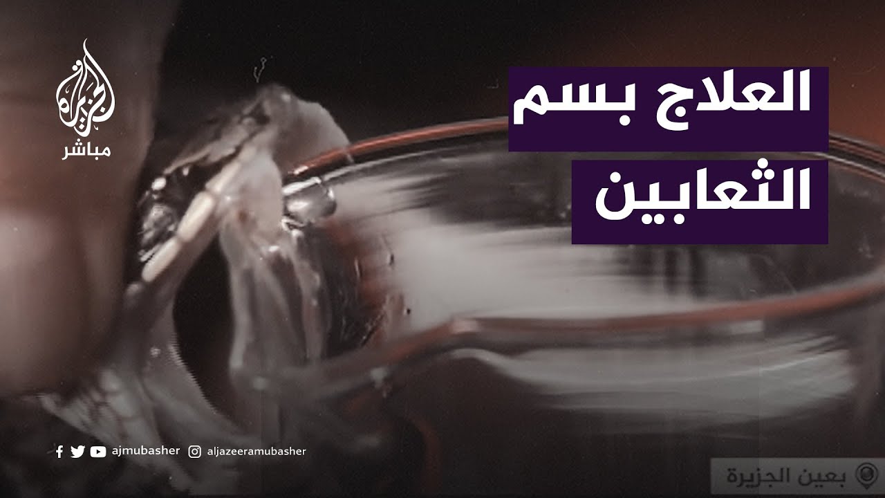 شاهد كيف تُذبح وتُسلخ الثعابين لاستخلاص العقاقير