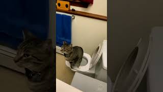 Farting Cat On Toilet 