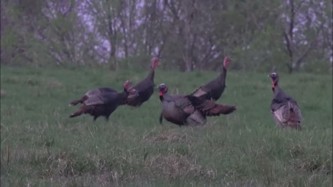 2023 Pa Jr Spring Gobbler Braydens first turkey YouTube