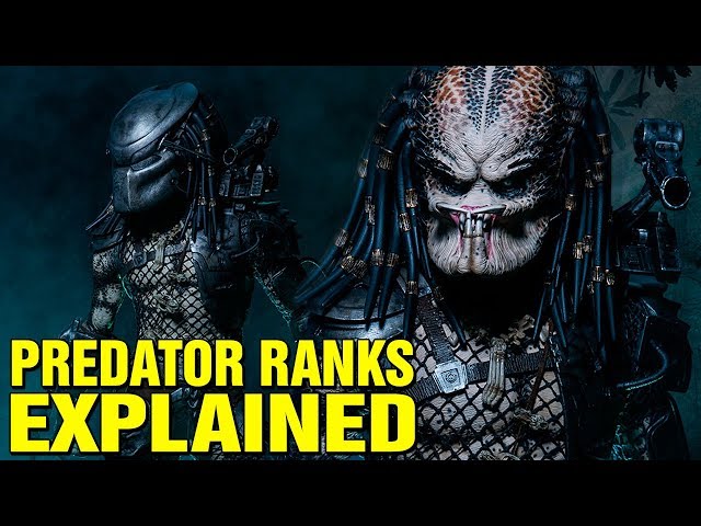 Predator Ranks Pyramid Predator Yautja Ranks
