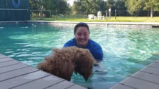 Houston dog training | 14 week old Goldendoodle puppy, Astro by The Devoted Dog, LLC 522 views 4 years ago 5 minutes, 59 seconds