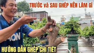 Hướng dẫn kĩ thuật cắt phôi tứ quý ghép đọt sbsg đẹp cách chăm trước & sau ghép ở vườn mai Minh Long