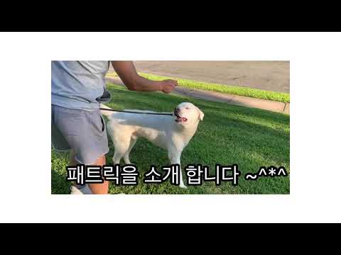 뉴욕 사는 풍산개 팻튜브