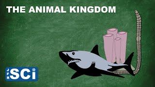 The Animal Kingdom
@JFRScience s Mr. Key provides a brief overview of the diverse group of organisms that is the Animal kingdom.
Please note that the primary purpose of these videos is educational for students/educators. While all feedback, both positive and...hmmm...constructive, is appreciated I do not have the time to moderate or respond to all comments. As a result, comments on these videos have been disabled at least for the near future.
Music courtesy of Bensound.com. The Animal Kingdom