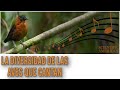 LA DIVERSIDAD DE LAS AVES QUE CANTAN