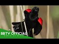 Birds Of US Most Beautiful Birds In The United States Wildlife Documentary BBTV Official 