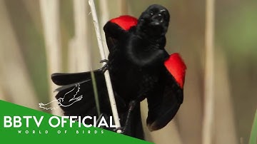 Birds Of US | Most Beautiful Birds In The United States | Wildlife Documentary |  BBTV Official