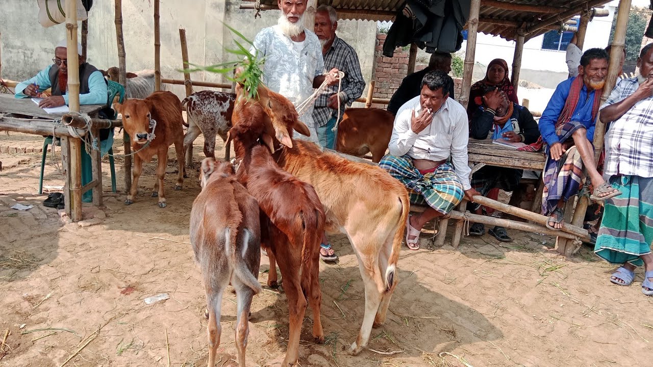 @সবচেয়ে কম দামে মাএ ১৭-২০ হাজার টাকায় // আমবাড়ি গরুর হাট // অবিশ্বাস ছোট ছোট বাছুর গরুর দাম জানুন 