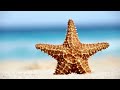 Ambiental music Summer Vibe