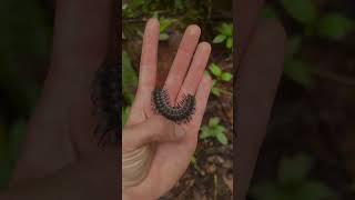 Nature's Craziest Animal Transformation! #animals #animallife #shorts