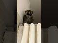 監視中のこじろうくん　#スローロリス