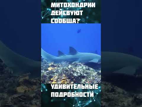 Митохондрии действуют сообща?