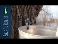 Does Collecting Maple Sap Hurt the Tree?