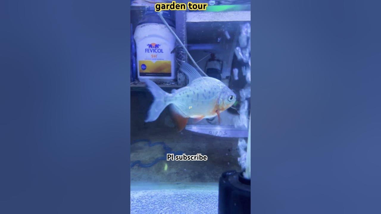 Pacu fish #paku fish #viral #trending #fishing #aquarium #ytshort #yt #