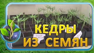 Кедр из семян  - с большим процентом всхожести!