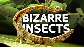 The Hidden Mysteries Behind The DinosaurLike Insects Of Amazonia | [4K] Wildlife Documentary