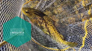 Truchas a mosca seca. Últimos días de temporada. Vol. 1, Río Porma