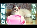 猫の尿路結石予防法《あなたの地域の水道水飲ませて大丈夫？》軟水化フィルターと給水機を使うわけ 《Ragdoll cat kittens》