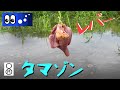 【水辺潜入】鳥のレバーをエサにタマゾン川で怪魚を待ったところ…