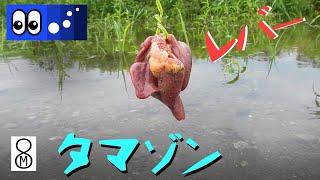 水辺潜入 鳥のレバーをエサにタマゾン川で怪魚を待ったところ Youtube 水辺潜入 鳥のレバーをエサにタマゾン川で怪魚を待ったところ Youtube