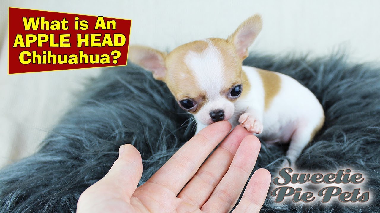 picture of an apple head chihuahua