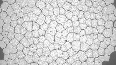 Xray tomography of columnar joints in corn starch, uncontrolled drying rate