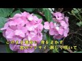 五月雨ワルツ  オリジナル歌手: ♪ 小林旭 ♪ カバ-アメキリ(二版影像) 歌詞付き