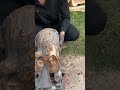 🪵 Wood Crushing in This Machine #woodcrushing