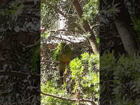 Orange-bellied parrot (Neophema chrysogaster)