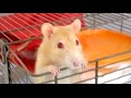 Cute Pet Rat  - Adorable Pet Rat