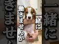ビーグルカフェで働きませんか？