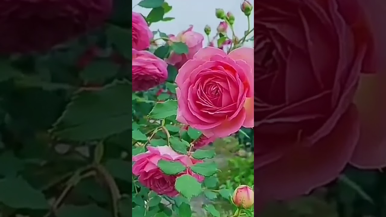 Rose varieties 