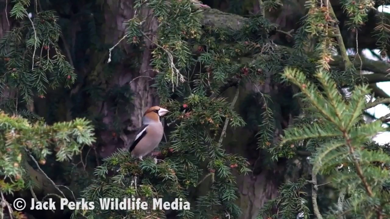 camera iphone 8 plus apk Hawfinch in Derbyshire