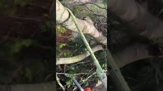 2 Massive Beech Trees Removed #felling #treefelling #tree #uk #viralvideo #tiktok