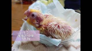 オカメインコ　人工孵化　生後０日からの人工飼育　生後21日目　22日目