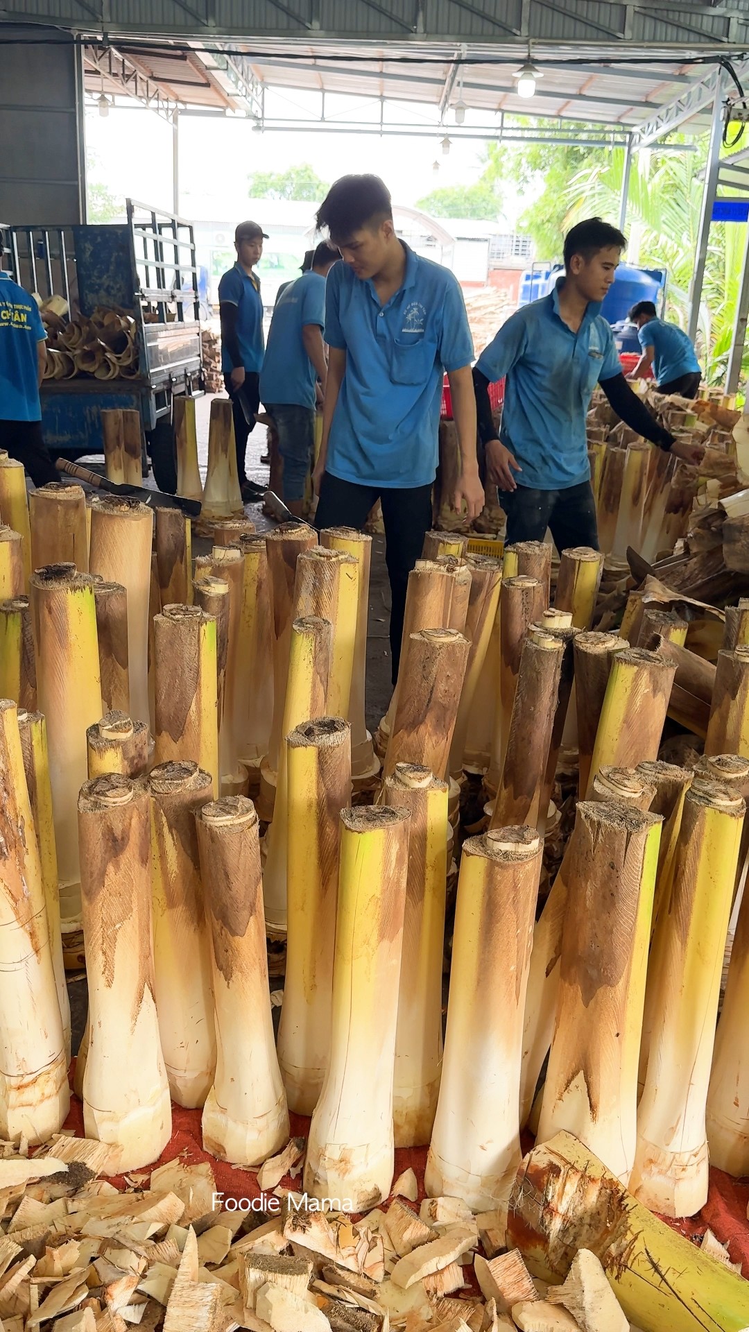 Must Eat! Edible Baby Coconut Tree - Fruit Tree Cutting Skills