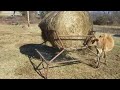 Homemade cradle round bale feeder