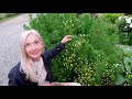 Flower Tea | Herbal Tea | Spring Garden Tea