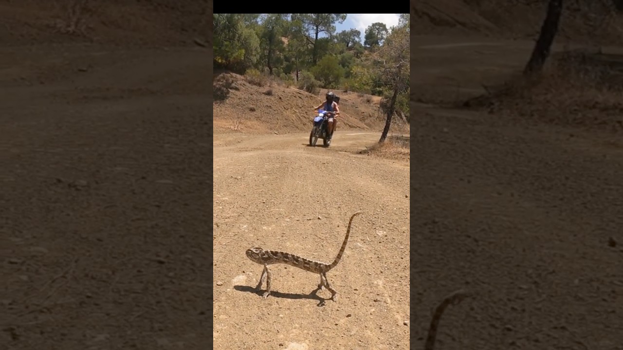 ⚠️ chameleons crossing ⚠️  