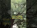 vive les oiseaux libre comme l'air #oiseaux #libra #genève #suisse #arbre #asmrsounds #asmrvideo #55