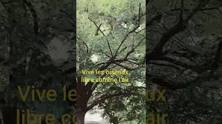 vive les oiseaux libre comme l'air #oiseaux #libra #genève #suisse #arbre #asmrsounds #asmrvideo #55