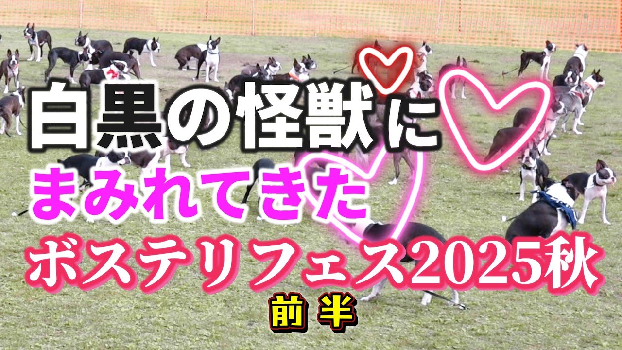 【ボステリフェス2025秋】【前半】白黒怪獣にまみれてきた#ボストンテリア #ボストンテリアフェスティバル#2025 #フレンチブルドッグ