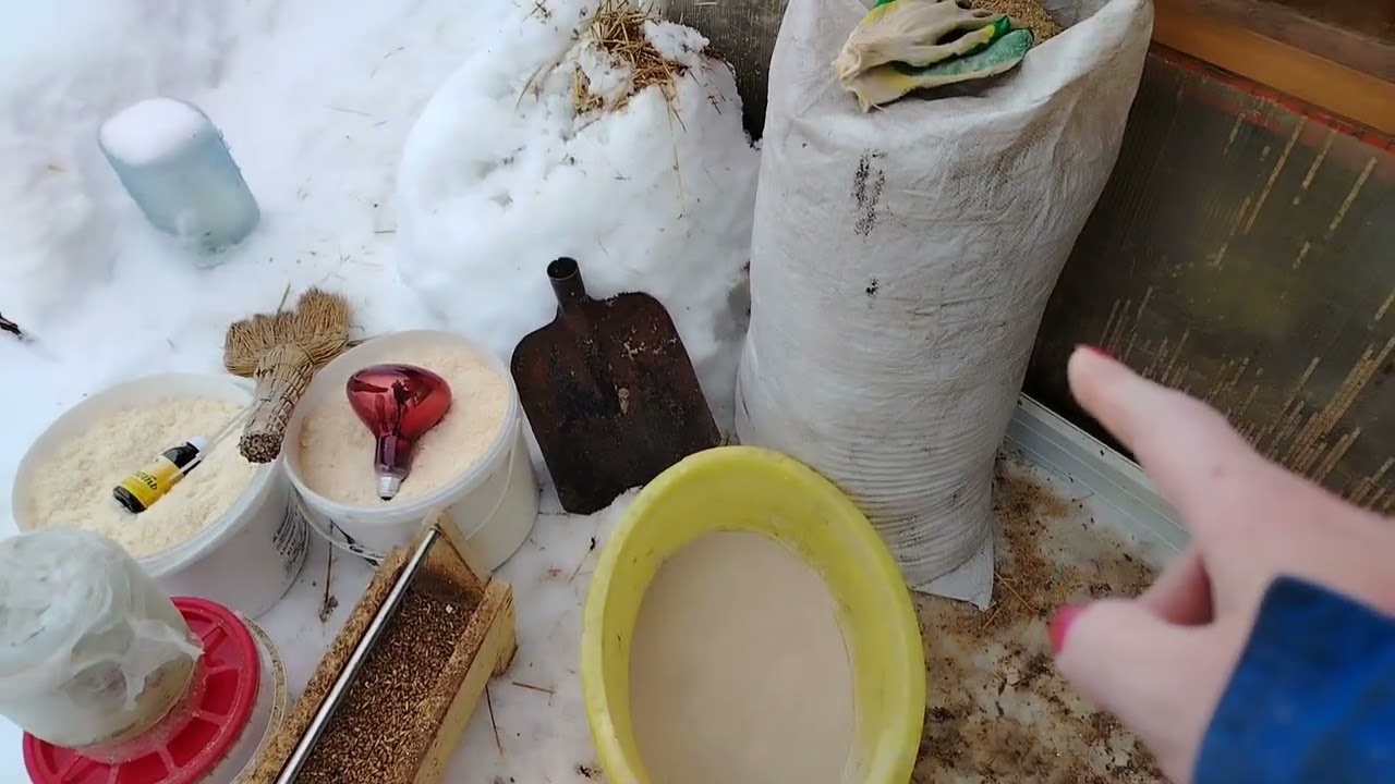 01.03.26г. КОРМЛЕНИЕ. 🥣 УБОРКА. 🧹 СБОР ЯИЦ. 🪺🥚