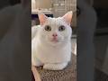 Beautiful White Cat Stealing Everyone’s Attention 🐱 #WhiteCat #CuteCat #CatLover #catlife #PetVideos